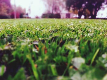 Close-up of grass growing on grassy field