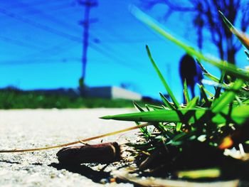 Close-up of grass