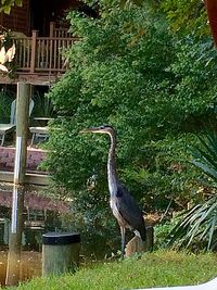 Bird perching on tree