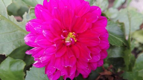 Close-up of pink flower blooming outdoors