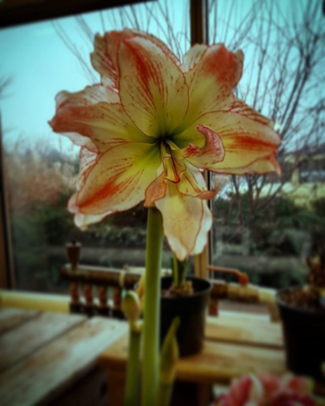 flower, fragility, petal, freshness, focus on foreground, growth, flower head, close-up, beauty in nature, nature, plant, stem, blooming, selective focus, in bloom, blossom, sky, day, outdoors, no people