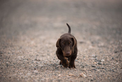 Dog running on road