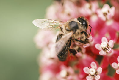 Close-up of bee pollinating on flower