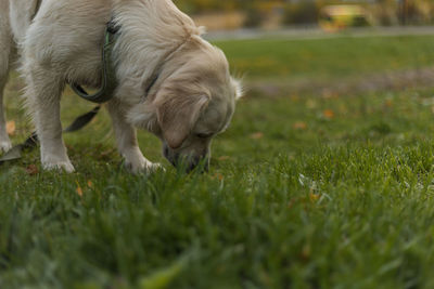 Dog resting on field