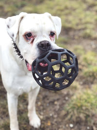 Close-up portrait of a dog