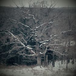 Close-up of bare trees in forest during winter