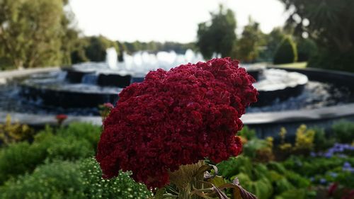 Close-up of red flower blooming in park