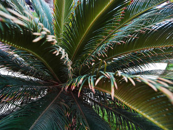 Full frame shot of palm tree leaves