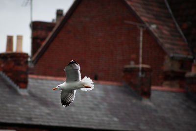 bird