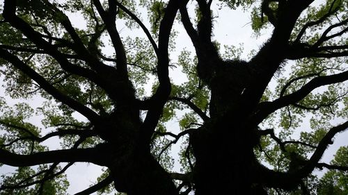 Low angle view of trees