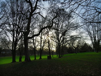 Bare trees on grassy field