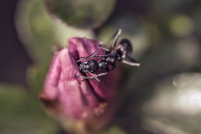 Close-up of insect on flower