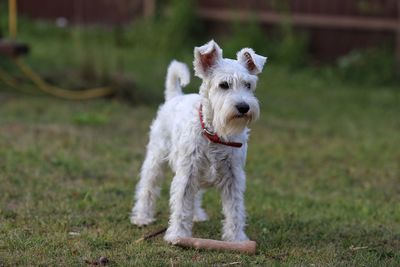 Dog looking away on field