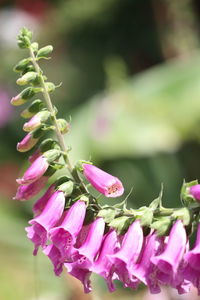 Close-up of pink flowering plant