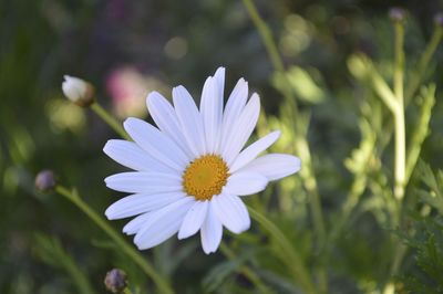 Close-up of purple flower blooming in park