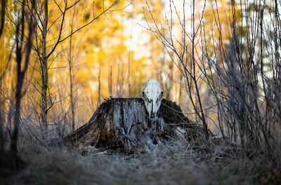 View of birds on land in forest