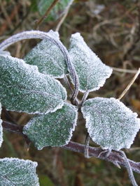 Close-up of frozen plants