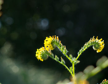 Close-up of yellow flower