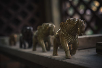 Close-up of an animal