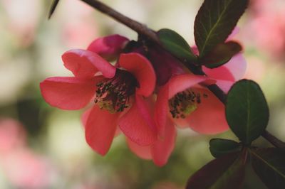 Close-up of pink flowering plant