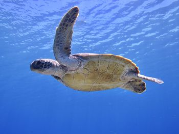 Close-up of turtle swimming in sea