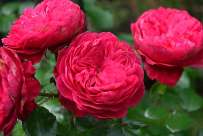 Close-up of pink rose