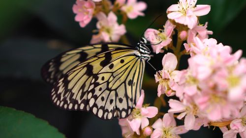 Close-up of butterfly on pink flowering plant