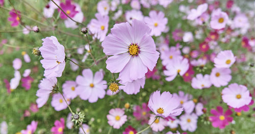 Close-up of pink cosmos flowers on field