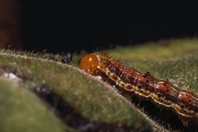 Close-up of insect on leaf