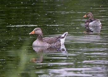 Ducks swimming in lake