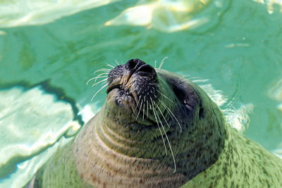 Low section of person swimming in sea