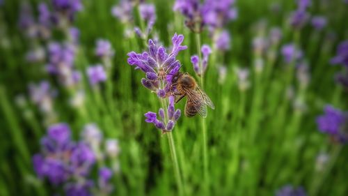 Close-up of bee on purple flower