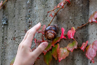 Big striped grapevine snail as pet is caught by a child hand for playing and analysis on excursion
