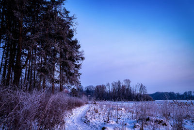 Trees on snow covered field against sky