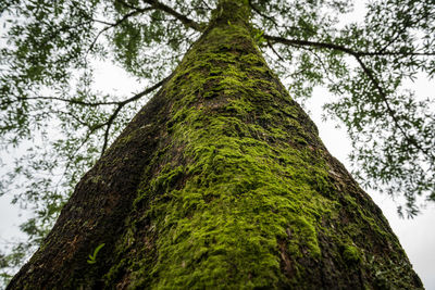 Low angle view of tree trunk
