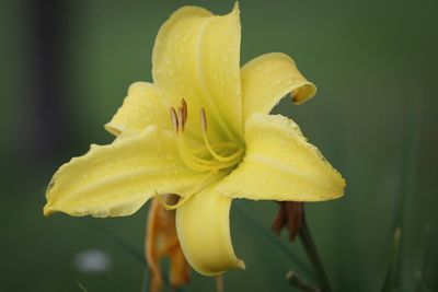 Close-up of yellow day lily blooming outdoors