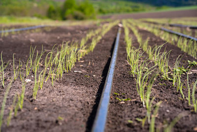 Surface level of railroad track