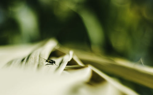 Close-up of insect on leaf