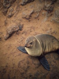 High angle view of seal at beach