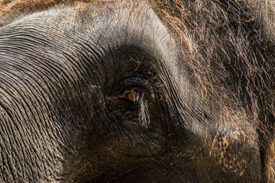 Close-up of elephant