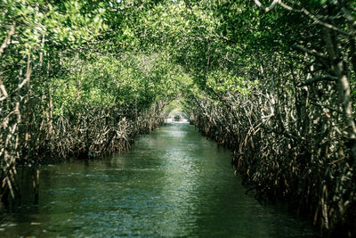 Scenic view of river amidst trees