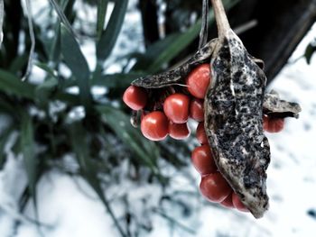 Close-up of berries on tree during winter