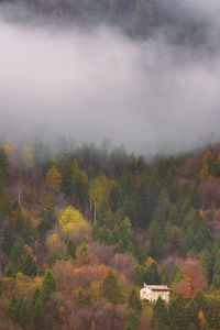 Scenic view of forest against sky