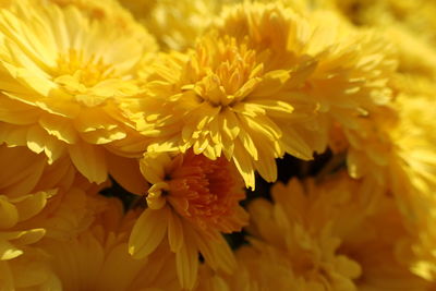 Close-up of yellow flowering plant