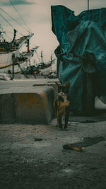 Dog looking at camera while standing by car