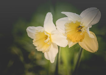 Close-up of white daffodil