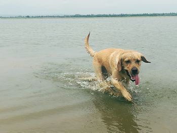 High angle view of golden retriever with dog in water