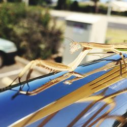 Close-up of an insect