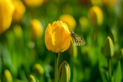 Close-up of yellow flowering plant and butterfly