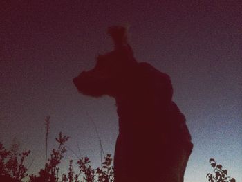 domestic animals